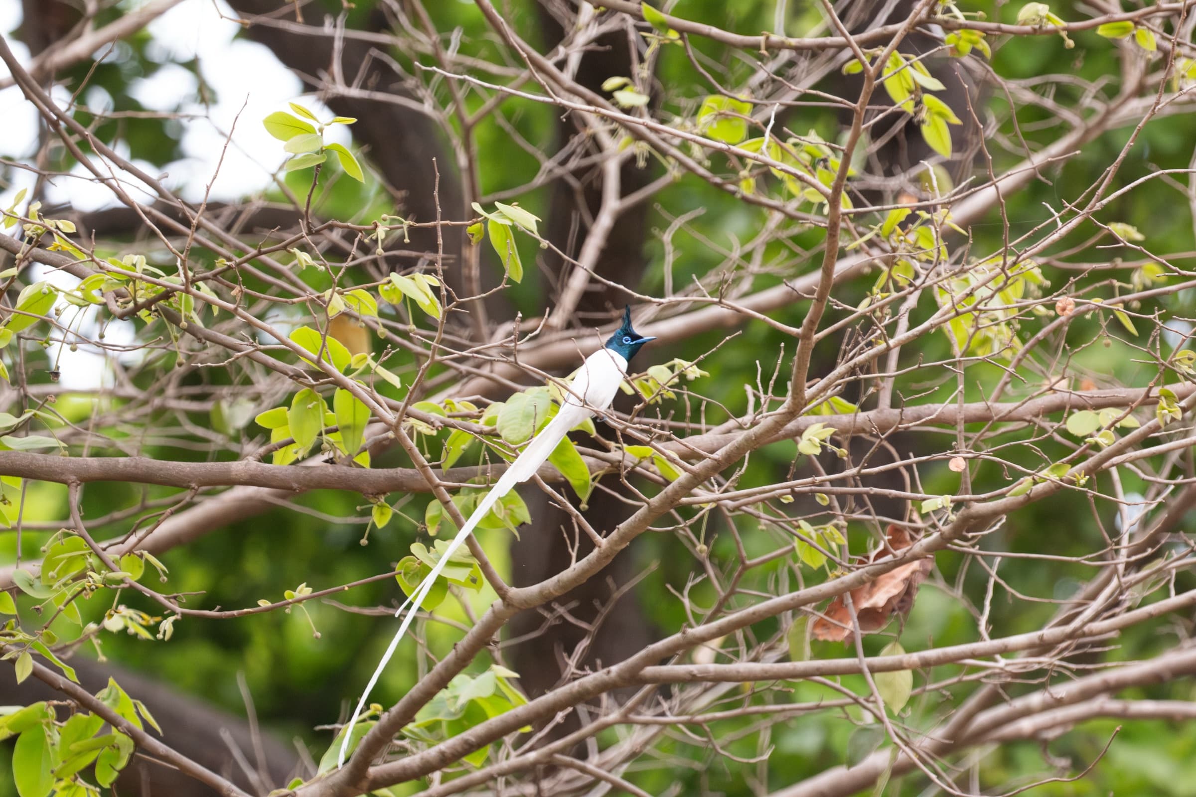 Through the branches